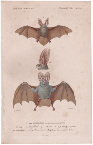 bats